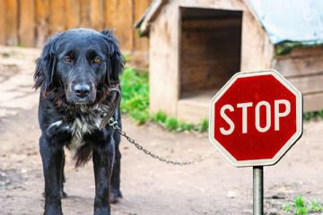 Divieto di detenere cani alla catena
